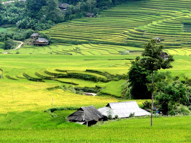 If you find Sapa is crowded in harvest season, Lai Chau is the place for you.