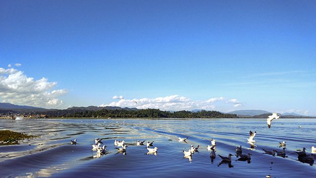 Lovely companions of yours when kayaking on Indawgyi Lake