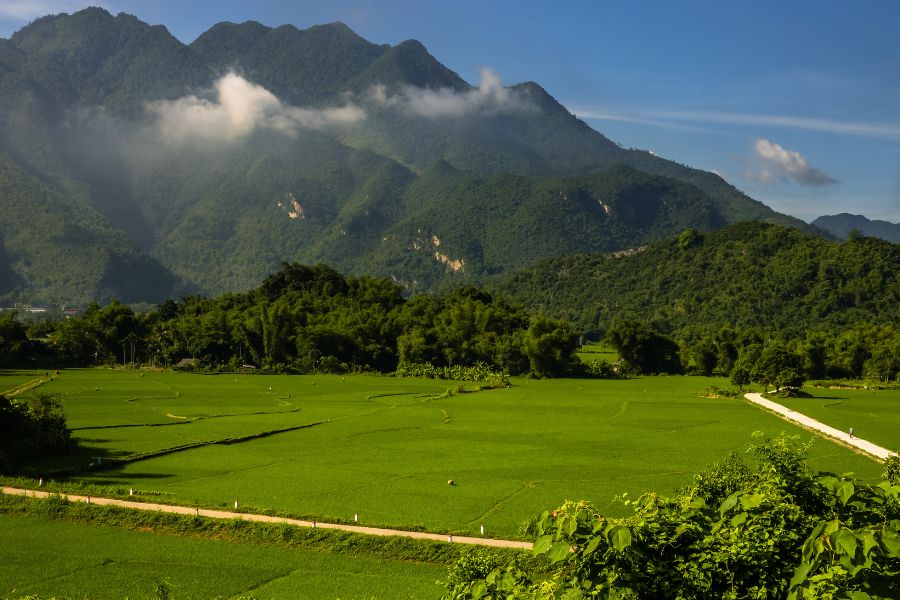 A panoramic view of vibrant green rice paddies stretching across a valley, with a narrow path running alongside. In the background, lush forested mountains rise, partially shrouded in mist.