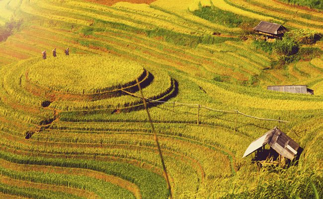 Mam Xoi rice terrace viewpoint in La Pan Tan during the golden season