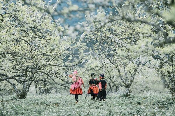 March and April in Moc Chau.