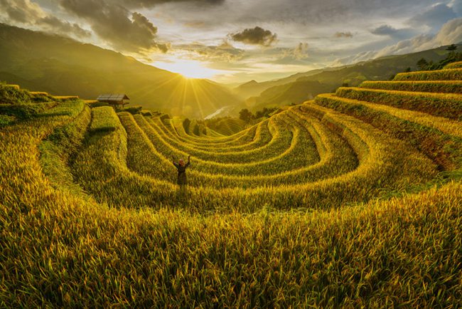 Panorama of Mu Cang Chai terraced fields in peak season