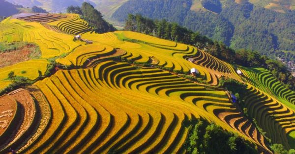 Terraced rice fields in ripe rice season in Mu Cang Chai Vietnam