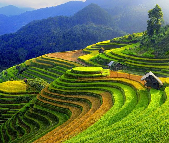 Mu Cang Chai has 2500 hectares of rice terraces, mostly in La Pan Tan, Che Cu Nha, De Xu Phinh communes, etc.