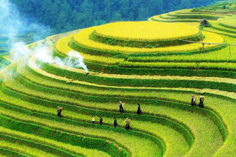 In Mu Cang Chai, terraced rice fields curve like ribbons across emerald hills.