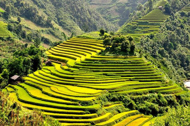 The rice terraces are the symbol of Hmong people's diligence.