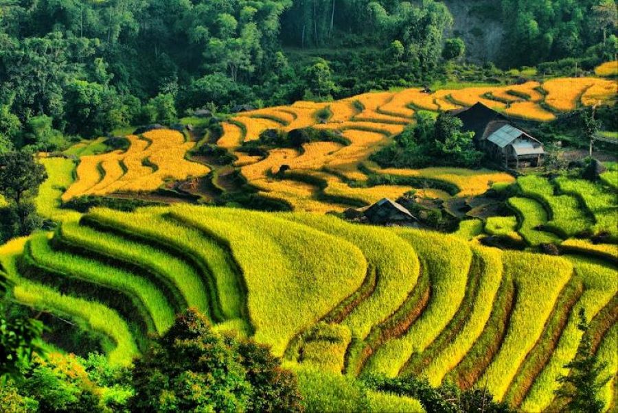 Hoang Su Phi embraces Nam Ty, where mountain clouds kiss layered rice terraces.
