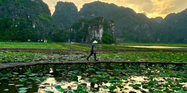 The lotus, one of Vietnam's symbolic flowers, blooms in Ninh Binh