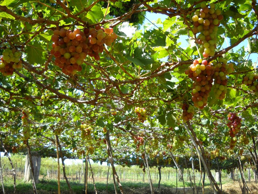 Cham Temple rises proudly near Ninh Thuan Vineyards, blending heritage with nature.