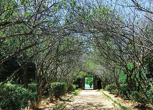 Peaceful garden with year-round fruit