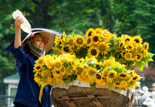 Sunflowers on Hanoi streets