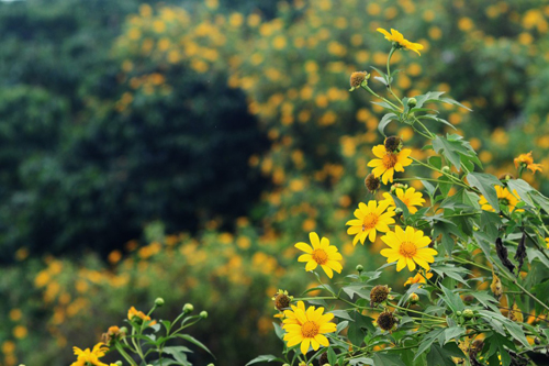 Sunflowers in Ba Vi National Park