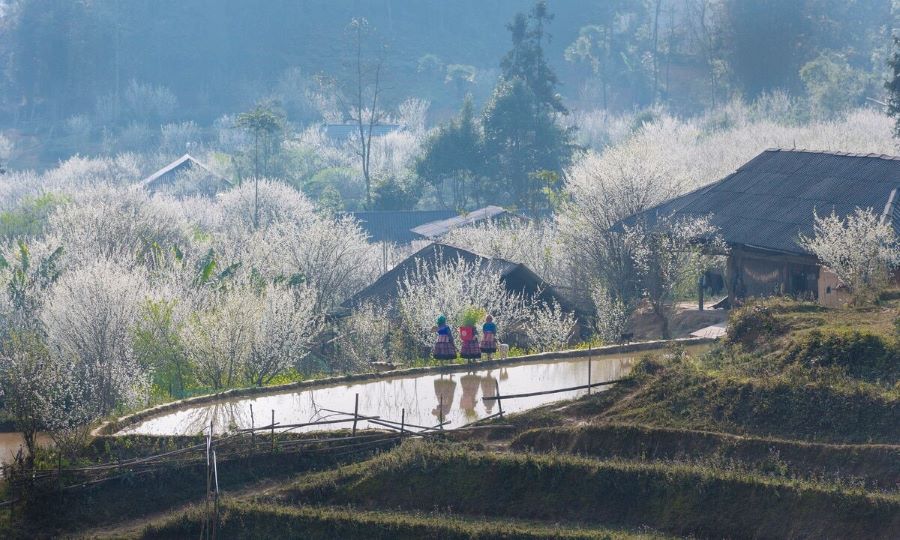 Ta Van Village blooms with white plum flowers, welcoming a peaceful spring.