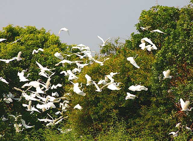 Prek Toal Bird Sanctuary, Tonle Sap lake