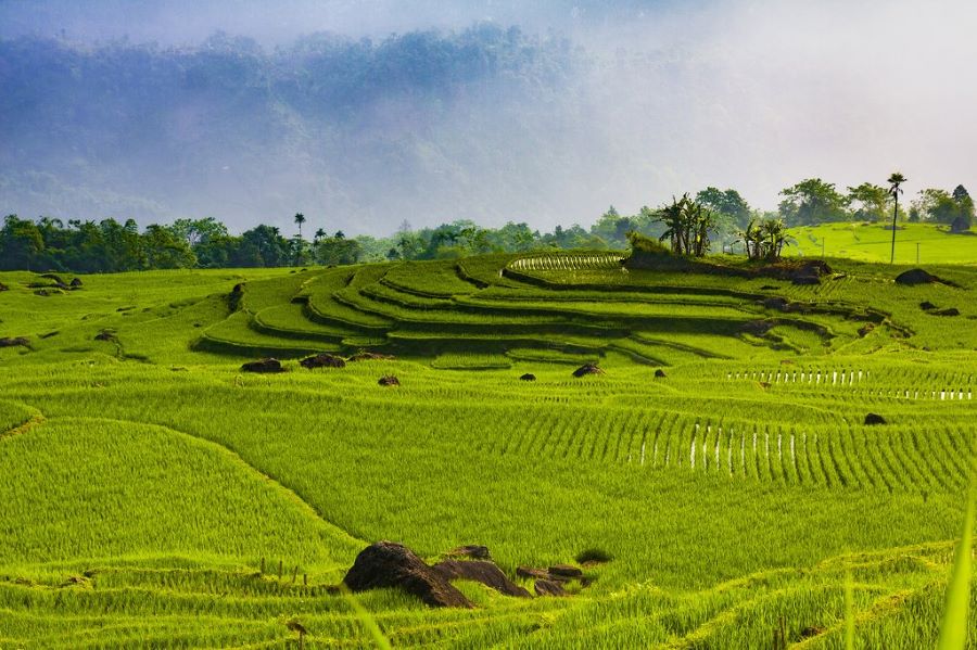 Mist drapes Pu Luong terraced rice fields, creating a tranquil, dreamlike highland panorama.