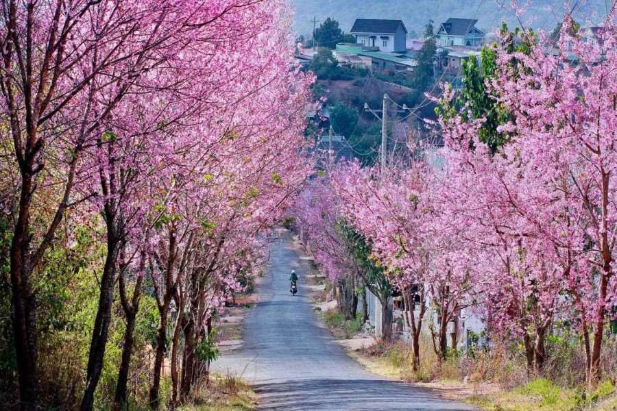 Roads of spring wind through Vietnam’s vibrant blooms and peaceful rural scenes