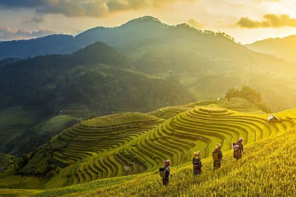 Ripe rice season in Sapa