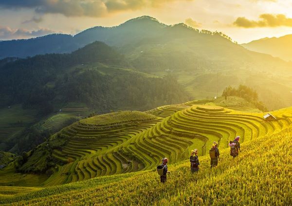 Ripe rice season in Sapa