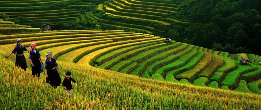 In Sapa, terraced rice fields weave nature’s artistry into the towering green mountains.