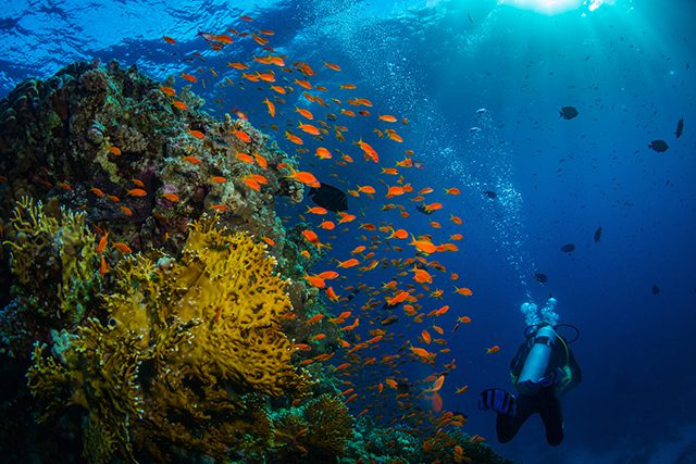 Perfect Destinations for Diving in Vietnam