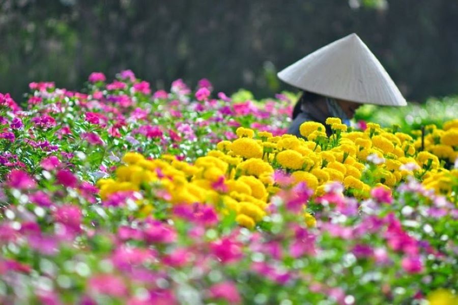 Mekong’s roads of spring burst alive with blossoms and river breeze charm