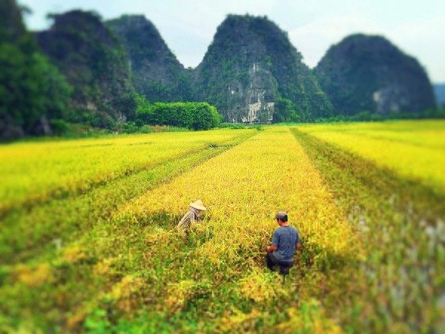 Admire the vast green fields while trekking in Tam Coc