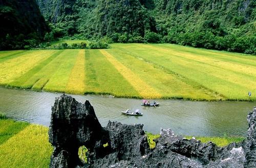 Boat trip tour through golden rice fields in Tam Coc, Ninh Binh