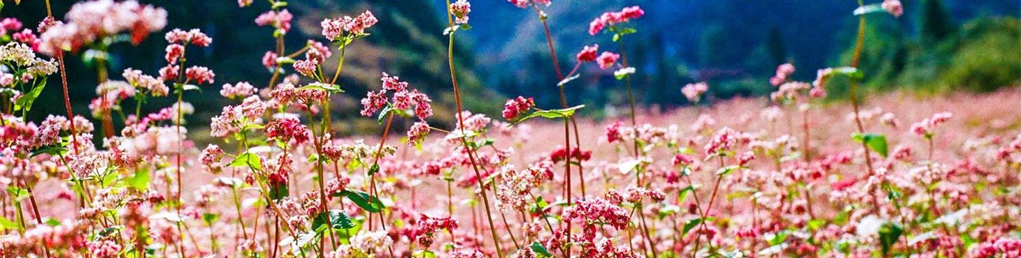 Tam Giac Mach flower