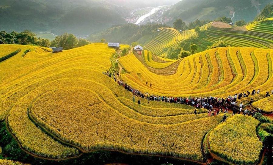 Tay ethnic group in Vietnam nurtures rice terraces with tradition and deep care.