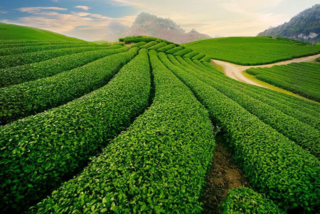 Tea fields in Dong Giang Hill Tribe