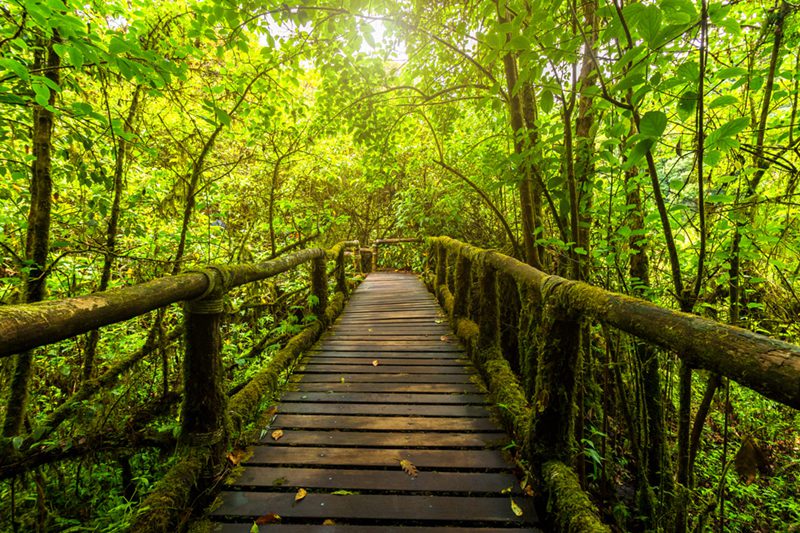 The nature trail at Doi Inthanon National Park