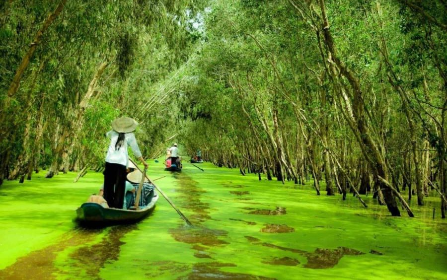 Tra Su Cajuput Forest reflects peaceful beauty and biodiversity in southern Vietnam’s wetlands