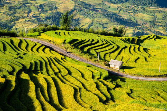 Undulating rice terraces in Y Ty
