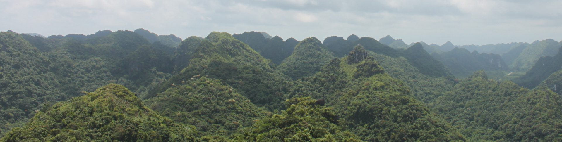 Trekking Cat Ba National Park and Lan Ha Bay Kayaking Tour 4 Days