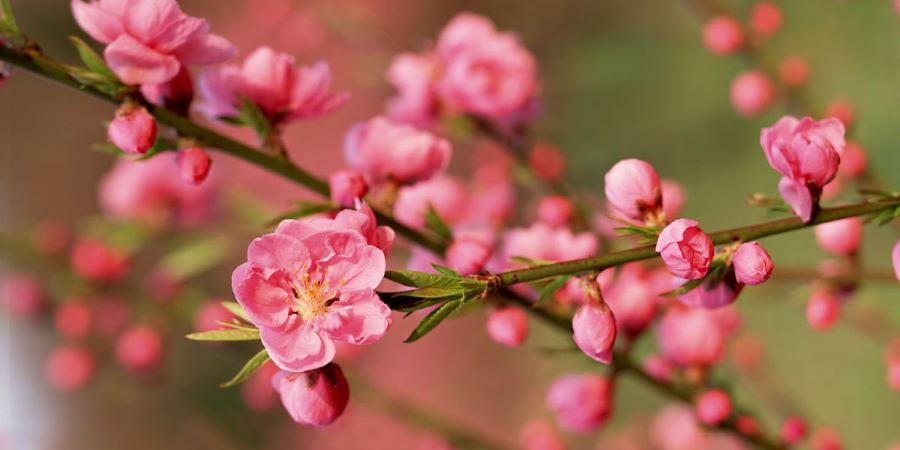 Peach blossoms brighten the Vietnam Spring Flower Festival, symbolizing renewal and good fortune