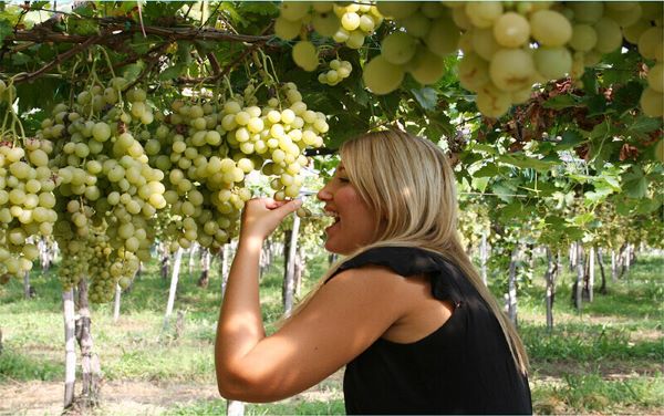 Visitors can tour, pick and taste grapes in the orchard