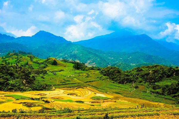 Golden rice terraces in Ta Phin Village Sapa