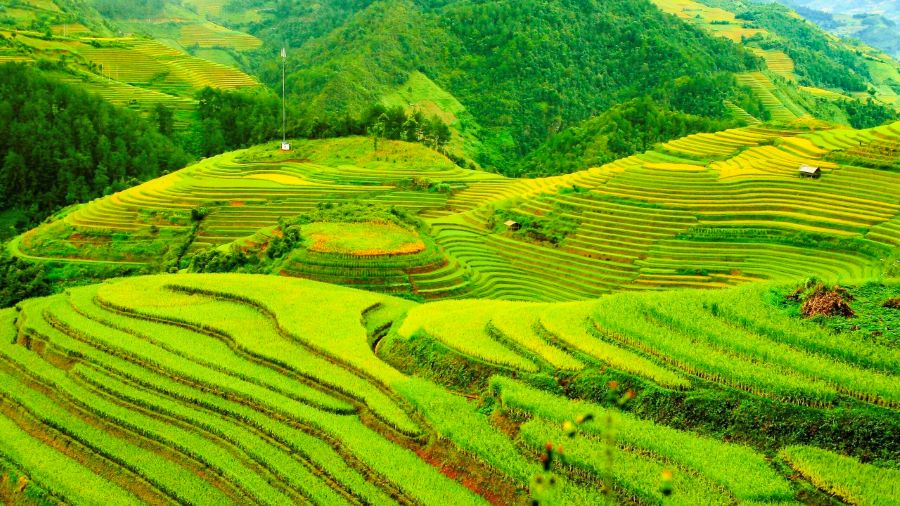 Terraced rice fields in Y Ty glisten beneath drifting clouds and gentle mountain breezes.