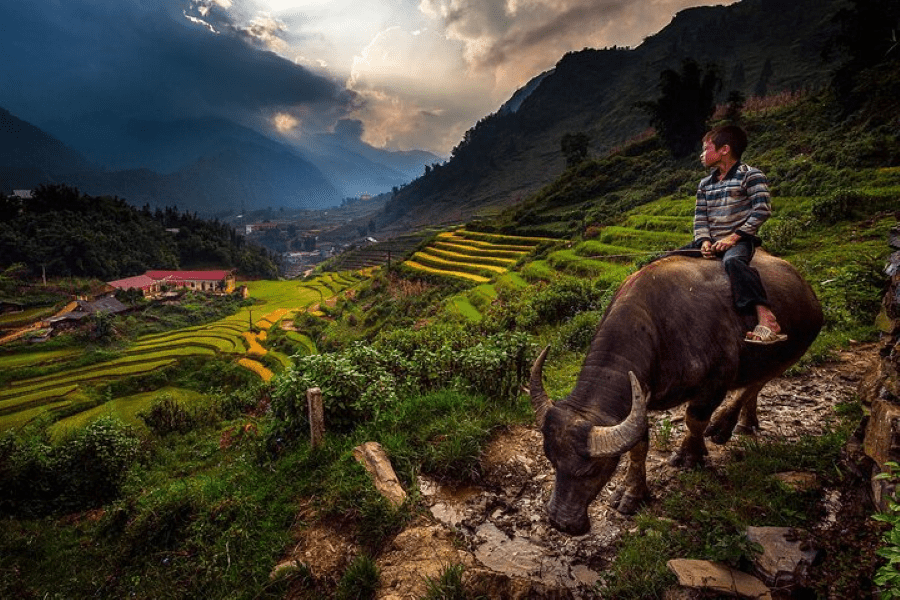 Children in mountainous areas of Vietnam grow up herding buffalo through misty hills