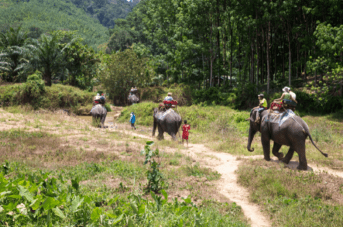 Elephant Trekking at Khao-Sok.