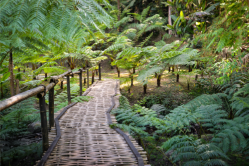 Nature trekking trail at Doi Inthanon National Park, Chiang Mai, Thailand